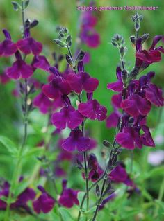 purple flowers with green leaves in the background