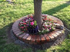 a tree in the middle of a brick circle with flowers around it and a watering hose