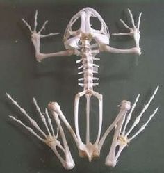 the skeleton of an animal is displayed on a black surface with other bones and bones attached to it