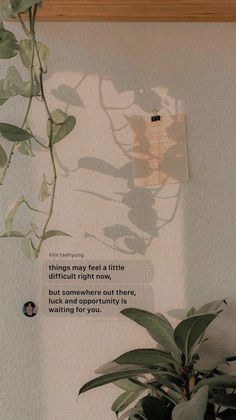 a potted plant sitting on top of a wooden shelf next to a white wall