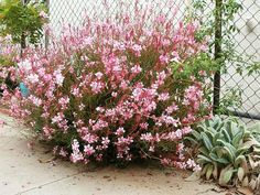 pink flowers are growing in the corner of a fenced area