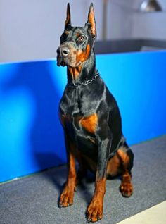 a black and brown dog sitting on top of a blue floor next to a wall