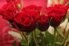 some red roses are in a vase on a table with a quote above it that says, deze o nou florescer