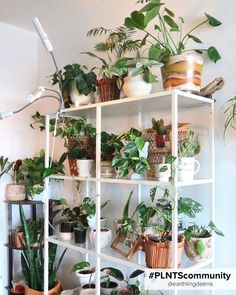 a shelf filled with lots of house plants