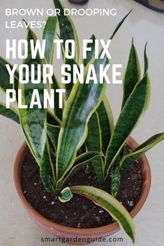 a potted plant with the words how to fix your snake plant