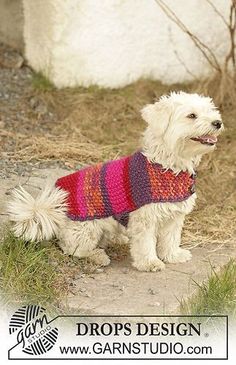 a small white dog wearing a sweater