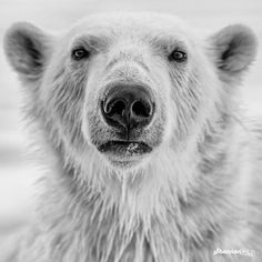 a black and white photo of a polar bear's face looking at the camera