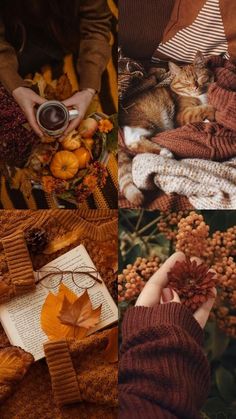 a collage of photos with cats and autumn decorations