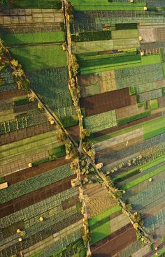 an aerial view of farmlands and trees in the countryside, with green grass growing on both sides