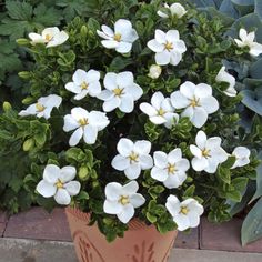 a potted plant with white flowers sitting on a brick floor next to green plants