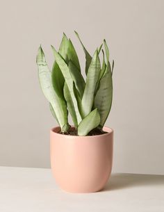 a potted plant sitting on top of a table