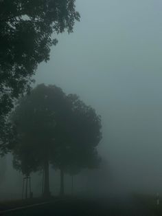 two trees in the fog on a road