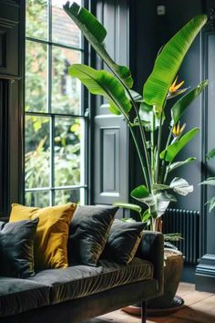 a living room filled with furniture and a large plant in front of a window on top of a hard wood floor