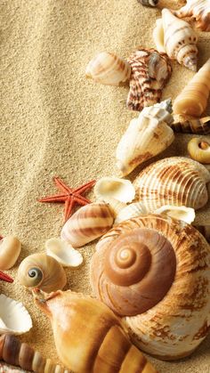 sea shells and starfish on the beach