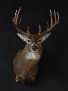 a deer's head is shown against a black background