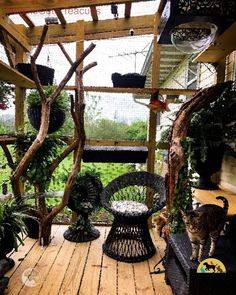 a cat standing on top of a wooden floor next to plants and trees in a room