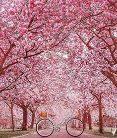 a tree lined road with pink flowers on the trees