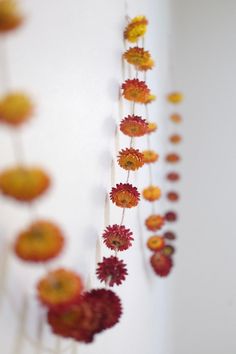 an arrangement of flowers hanging from the ceiling in front of a white wall with red and yellow petals