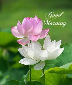 two pink and white lotus flowers with the words good morning on it's side