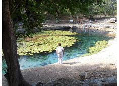 a man standing on the edge of a lake surrounded by lily pads and water lillies