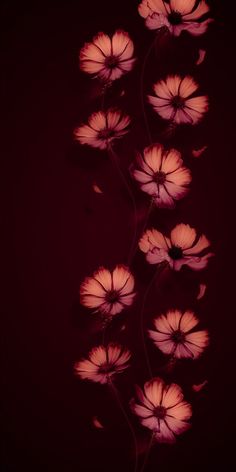 pink flowers are lit up against a dark red background with the shadow of leaves on it