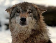 a wolf looks at the camera while standing in the snow