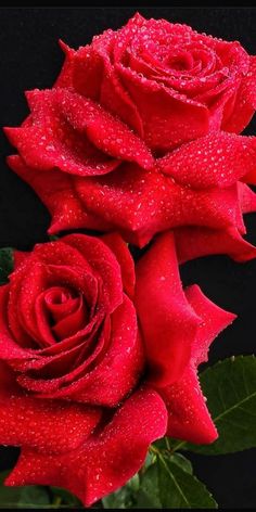 two red roses with water droplets on them