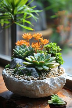 an assortment of succulents in a rock bowl on a window sill