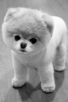 a small white dog standing on top of a wooden floor