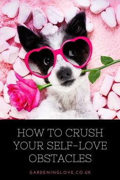 a small dog wearing heart shaped sunglasses and holding a pink rose with the words, 55 self - love affirmations