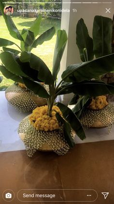 a plant is sitting on top of a table