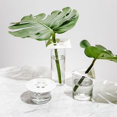 two vases with plants in them sitting on a marble table top next to each other