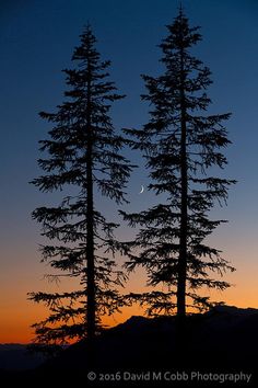 two tall trees are silhouetted against the evening sky with a half moon in the distance