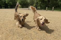 two dogs are running in the dirt together