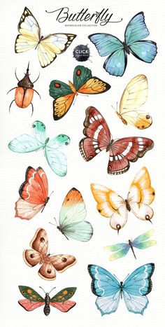 a bunch of different colored butterflies on a white background with the words butterfly written in it