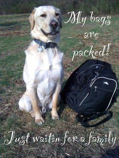 a dog sitting in the grass next to a backpack and some words that say, my bags are packed just wait for a family