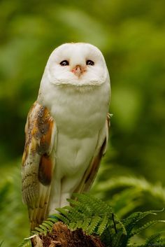 an owl sitting on top of a tree branch in the forest with green foliage behind it