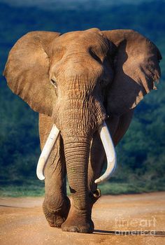 an elephant with tusks walking down a dirt road