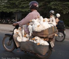 a person on a motorcycle with many white ducks in the basket and one is riding down the street