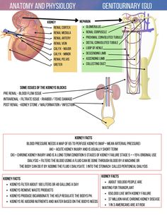 the anatomy of the human body