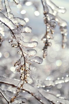 the branches are covered with ice and water droplets in this wintery scene, as well as snow flakes on them