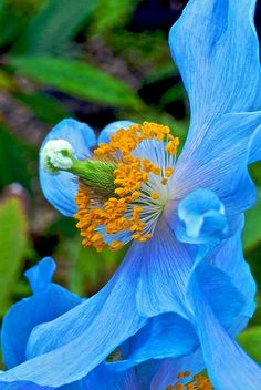 a blue flower with yellow stamen in the center