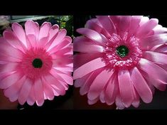 two pictures of pink flowers with green center