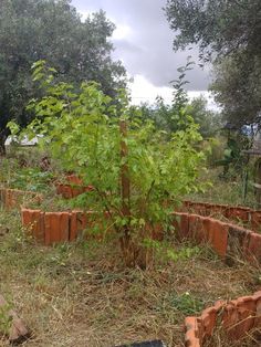 a small tree growing in the middle of a garden