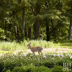 a deer is standing in the middle of some bushes and flowers, with trees in the background