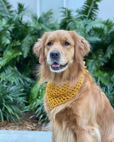 a golden retriever dog wearing a yellow crochet collar sitting in front of some plants