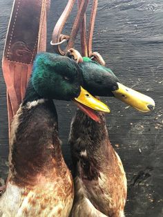 two ducks are hanging on the side of a wooden structure with leather straps around their necks