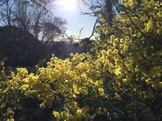 the sun shines brightly through some yellow flowers