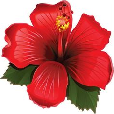 4.5in x 4.5in (114.3mm x 114.3mm) Red Hibiscus Vinyl StickerRed Hibiscus Vinyl Sticker Description:This sticker is 4.5 inches wide by 4.5 inches tall when applied. The sticker depicts a red hibiscus framed by lush green leaves. The sticker is die cut, so no white border will remain after the sticker is applied. This quality-made will look great on cups and tumblers, vehicles, and other flat, hard surfaces! Hibiscus Icon, Hibiscus Drawing, Hibiscus Bouquet, Hibiscus Drink, Growing Hibiscus, Hibiscus Tree, Hibiscus Garden, Hibiscus Leaves, Graphic Flowers