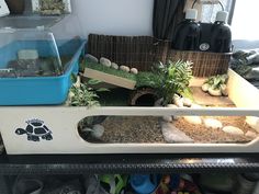 a shelf filled with lots of different types of plants and rocks on top of it